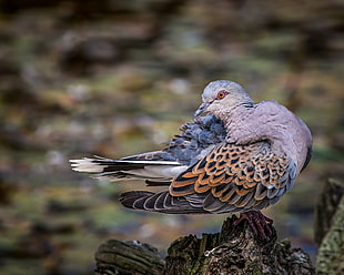 ground pigeon bird, turtle dove HD wallpaper