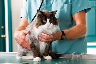 person in blue scrub shirt holding long-fur white and brown cat