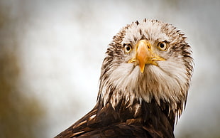 Monkey Eating Eagle HD wallpaper
