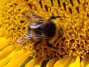 bumblebee perched on yellow sunflower closeup photography