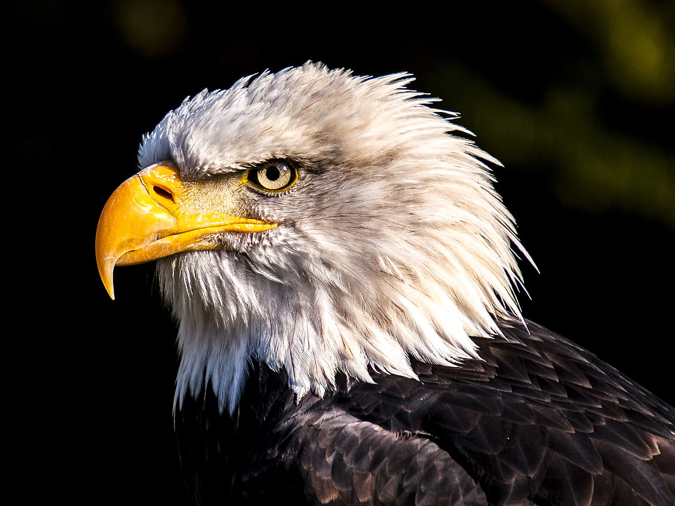white and black eagle HD wallpaper
