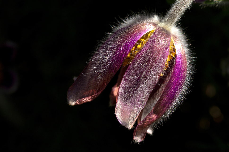 purple Pasque flower closeup photography HD wallpaper
