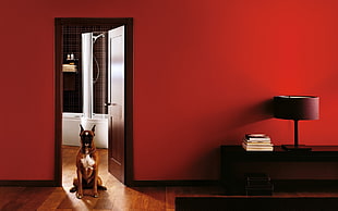 white and red Boxer sitting near the brown wooden door open in the room