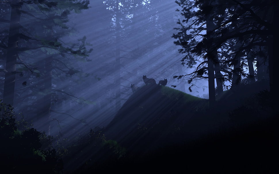 leafed trees, wolf, forest, moonlight, animals HD wallpaper