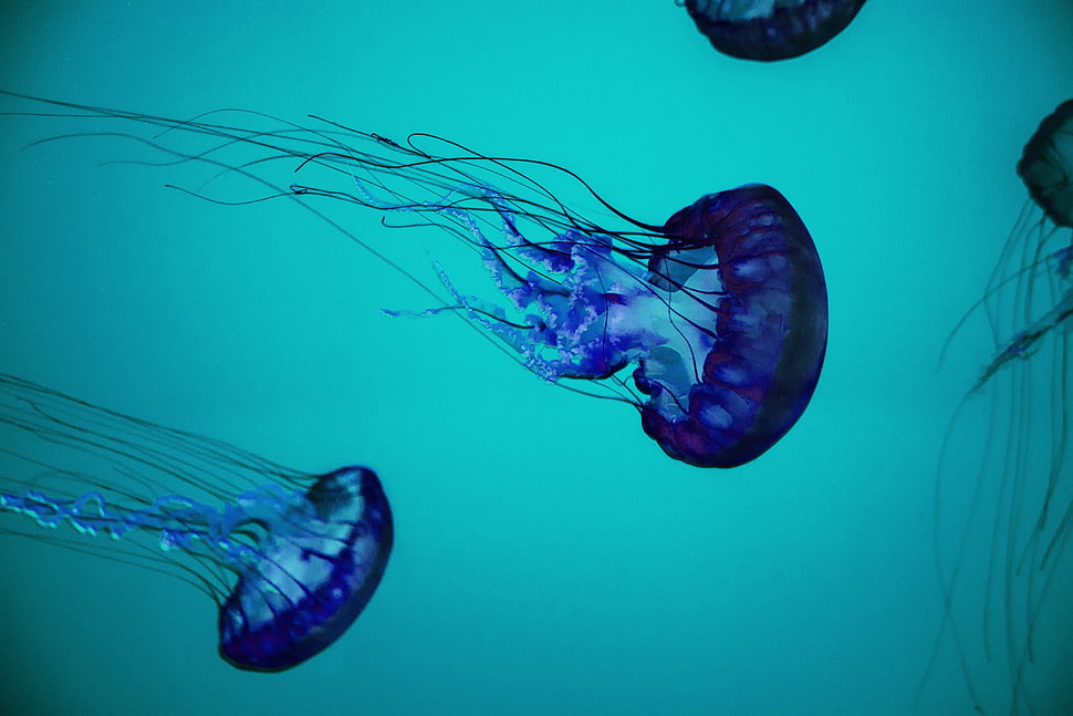 two blue jellyfish illustration HD wallpaper