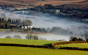 green field with fogs