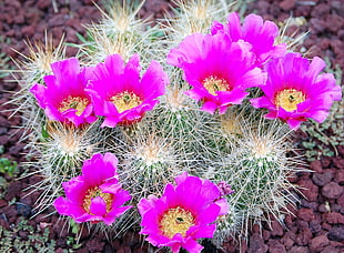 pink cactus flowers on bloom HD wallpaper