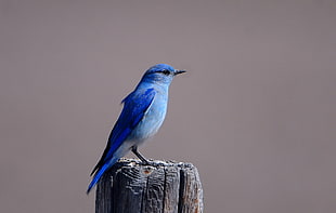 blue bird photography HD wallpaper