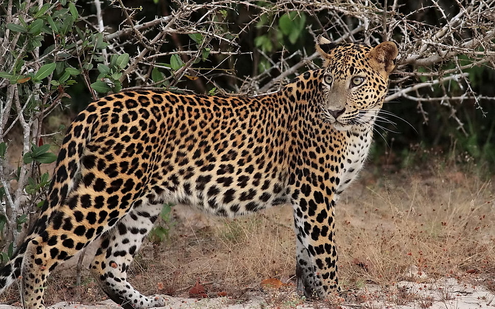 cheetah photo HD wallpaper