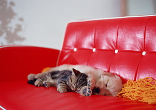 brown Tabby kitten and Golden Retriever puppy lying on red leather sofa