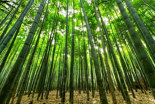 closed-up photography of bamboo trees
