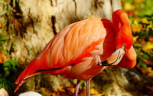 red Flamingo HD wallpaper
