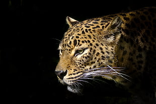 brown Leopard animal HD wallpaper