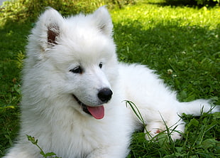 white Samoyed puppy lying on grass field during daytime close-up photo