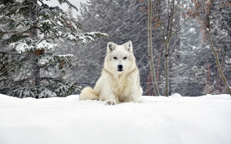 white short-coated wolf on snow covered forest HD wallpaper