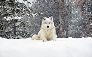 white short-coated wolf on snow covered forest