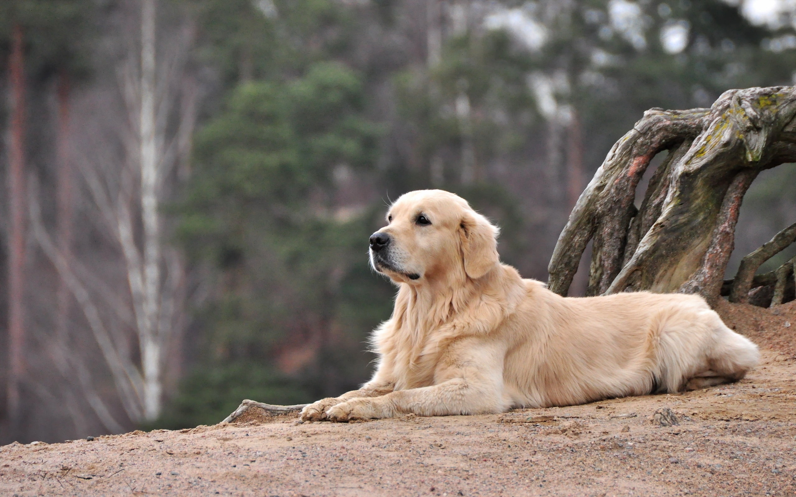 Golden Retriever Hd Wallpaper Wallpaper Flare