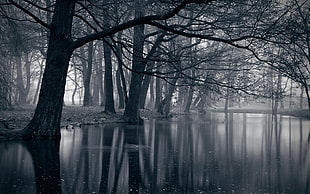 body of water and bare trees, dark, park, lake, water