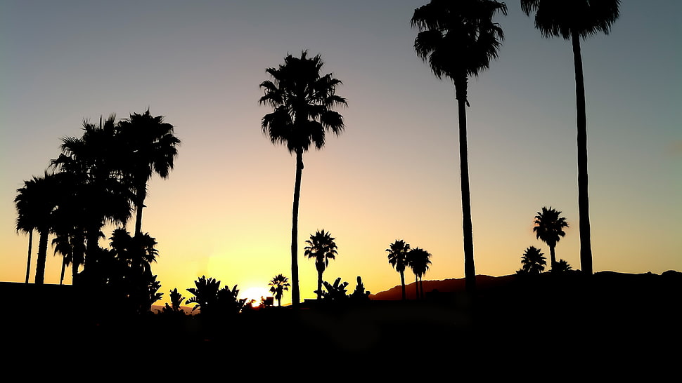 silhouette of trees during golden hour, sunset, black, palm trees, silhouette HD wallpaper