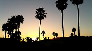 silhouette of trees during golden hour, sunset, black, palm trees, silhouette HD wallpaper