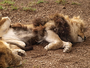 photo of two lions lying on brown soil