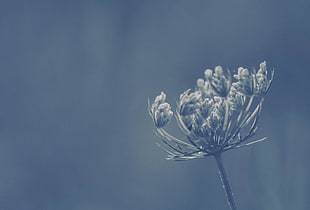 white dandelion selective focus photo HD wallpaper