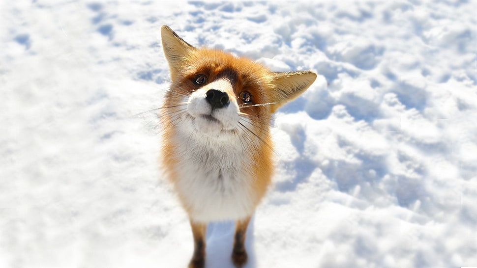 red fox, fox, animals, snow HD wallpaper
