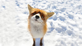 red fox, fox, animals, snow