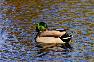 Mallard Duck on body of water at daytime
