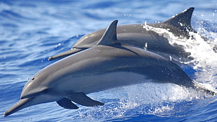 two gray dolphins, dolphin, water, animals, mammals HD wallpaper