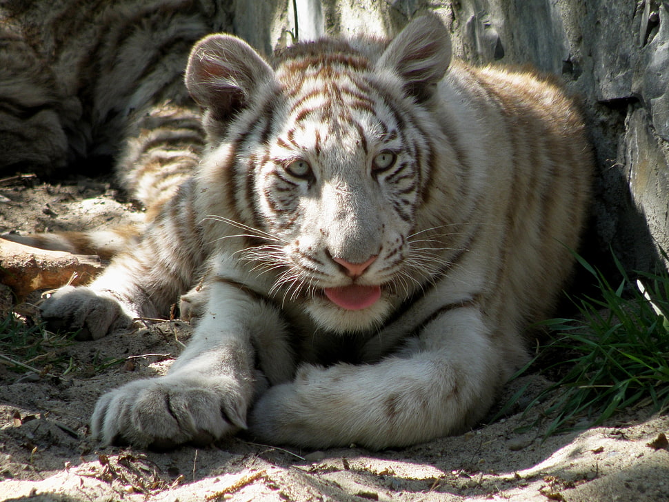 white and black tiger HD wallpaper