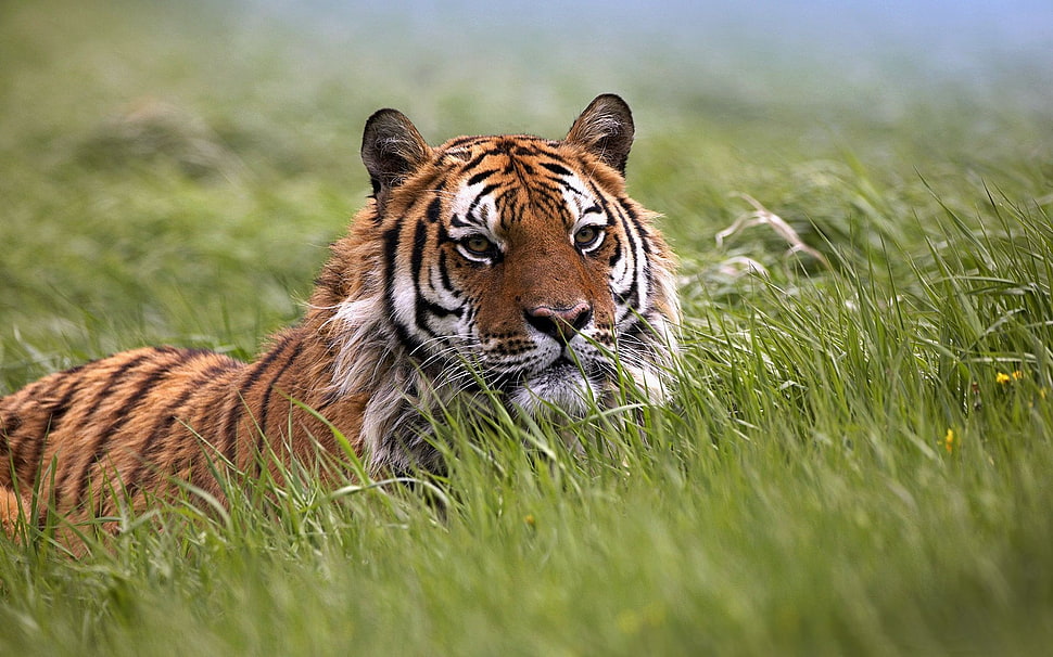 tiger on grass HD wallpaper