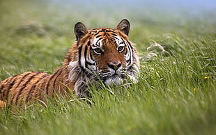 tiger on grass