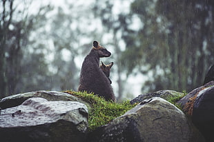 selective focus photography of Kangaroo and joey resting on rock