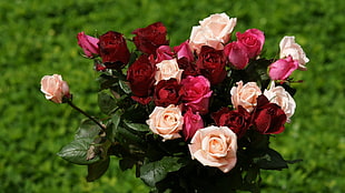 red,pink,beige roses bouquet photo