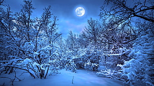 snow-covered trees, nature, snow, night