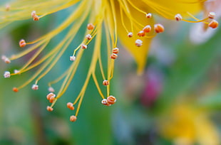 yellow flower focus shallow photography HD wallpaper
