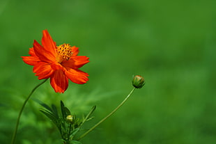 photo of red petaled flower