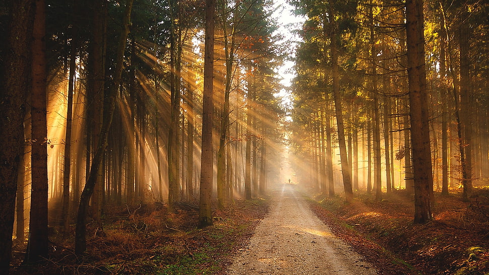 brown and green forest, Sun, nature, trees, sun rays HD wallpaper