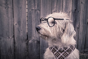 medium-coated beige dog, Dog, Glasses, Scarf