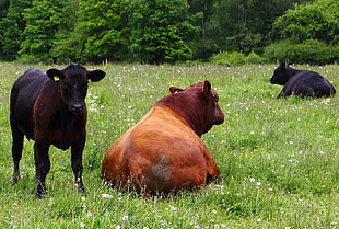 black and brown cows  photography