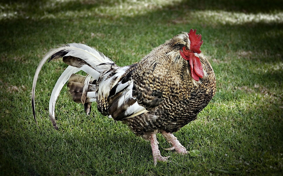 brown and beige rooster HD wallpaper