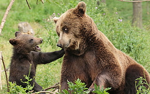two brown bears, animals, bears, cubs, baby animals