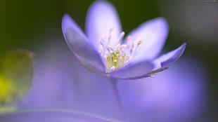 lavender flower macro photography
