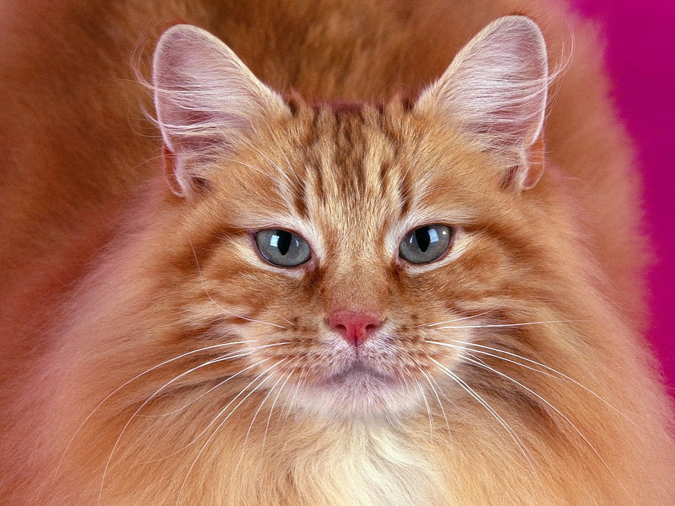brown tabby cat HD wallpaper