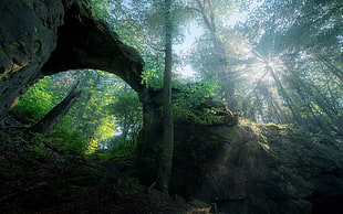 low angle view of forest with sun rays