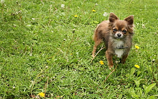 photo of long-haired brown and white Chihuahua on grass field