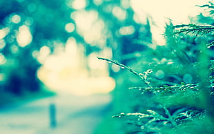 selective focus photography of green leaf plant HD wallpaper