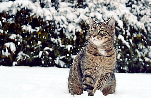 adult gray and black cat on snow