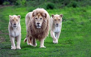 three lions walking on grass fields